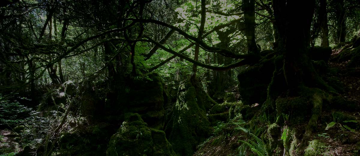 Puzzlewood’s nocturnal residents