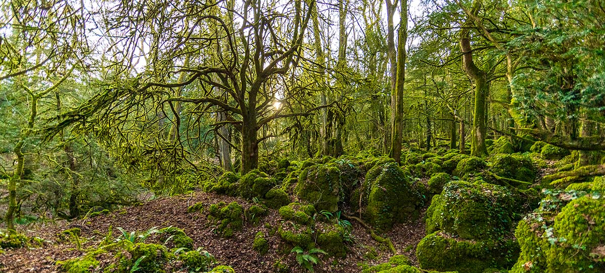 Puzzlewood - An Inland Temperate Rainforest 
