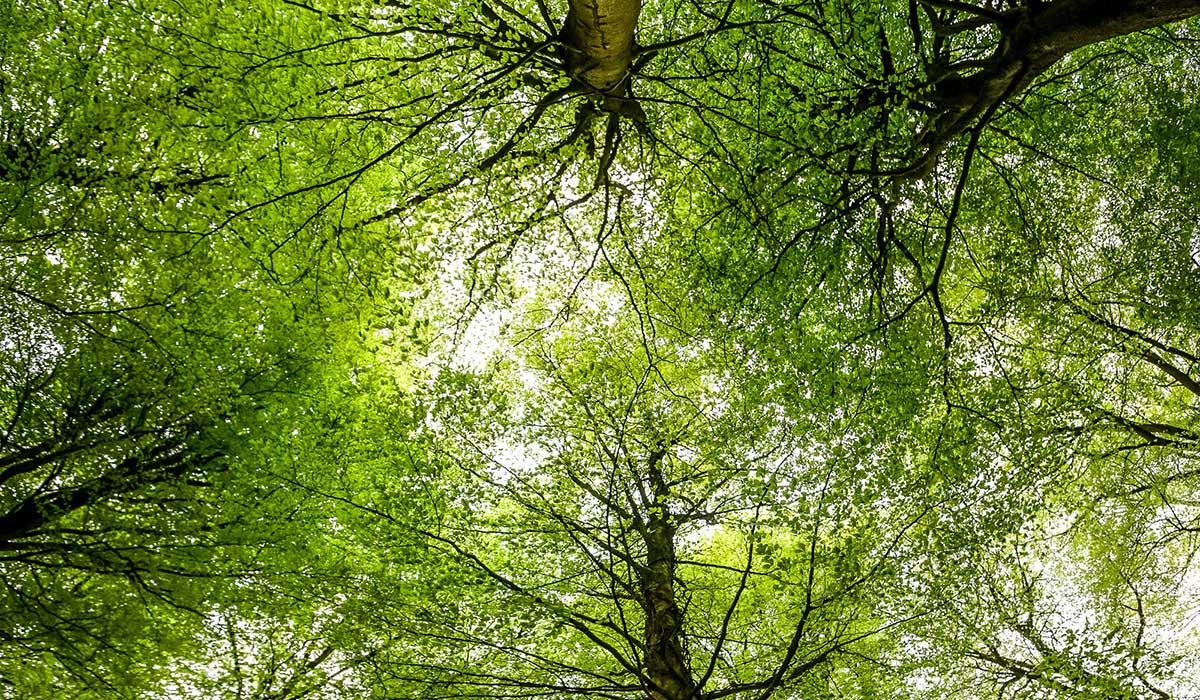 The Trees of Puzzlewood