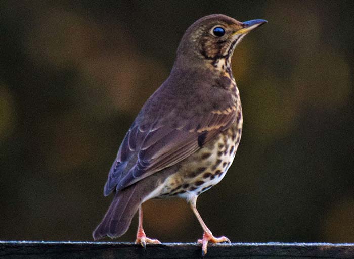 Bird Watching at Puzzlewood - Song Thrush
