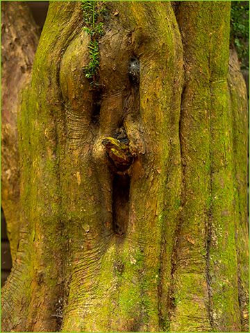 Puzzlewood - 20 Things to Find